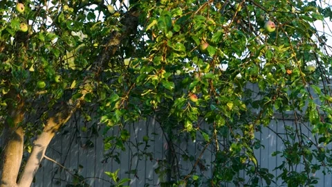 Apple Tree With Summer Rain Stock Footage 202077640