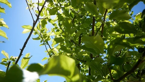 Apple tree in sun rays Stock Footage 117907558