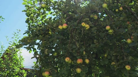 Apple tree in the sun with ripe apples Video stock 328047770