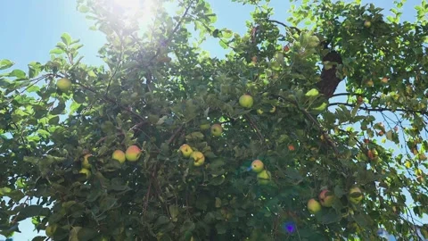 Apple tree in the sun with ripe apples Video stock 328048331