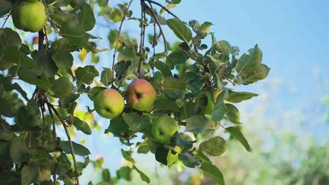 Apple tree in the sun with ripe apples Video stock 328049037