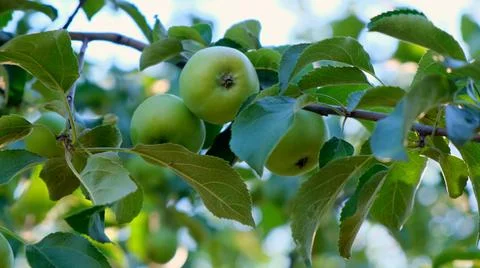 Apple tree in sunlight. apple growing on a branch. Selective focus Stock Photos