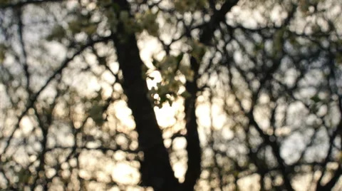 Apple tree in the sunlight Video stock 57316423