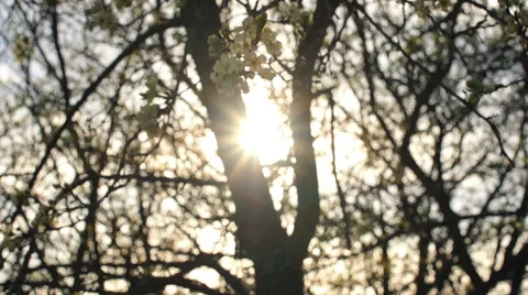 Apple tree in the sunlight Video stock 57316426