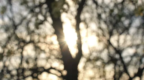 Apple tree in the sunlight Video stock 57316430