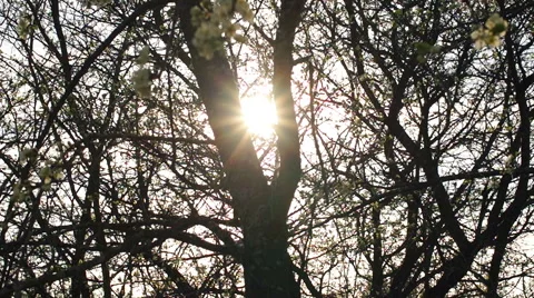 Apple, tree, sunlight Stock-Footage 57317164