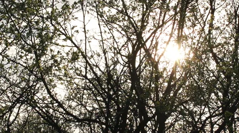 Apple, tree, sunlight Stock-Footage 57317208