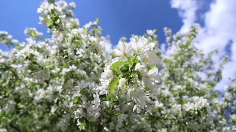Apple tree on a Sunny day Stock Footage 146574166
