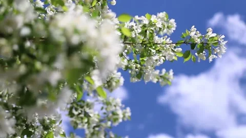 Apple tree on a Sunny day Stock Footage 146574171