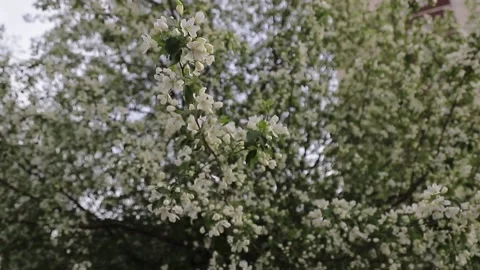 Apple tree on a Sunny day Stock Footage 146574175