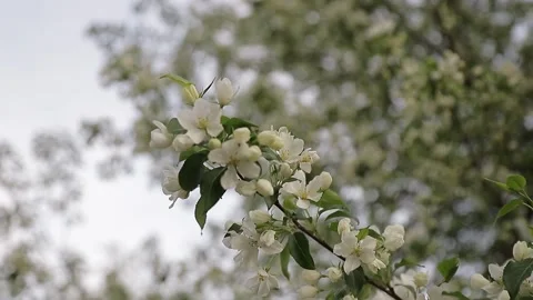 Apple tree on a Sunny day Stock Footage 146574179