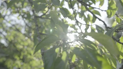 Apple tree on a sunny day Stock Footage 264040328