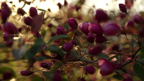 Apple tree sunset closeup Video stock 192236008
