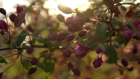 Apple tree sunset closeup Stock-Footage 192236047