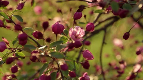 Apple tree sunset closeup Stock-Footage 192237636