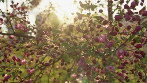 Apple tree sunset closeup Stock-Footage 192237813