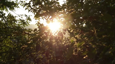 Apple Tree at Sunset HD Stock Footage 41572774
