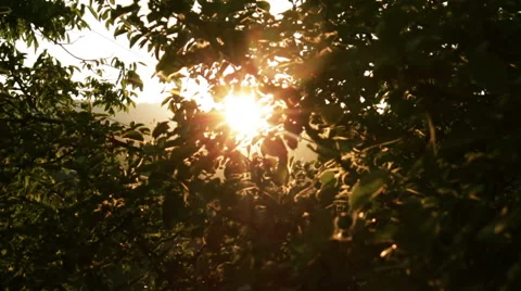 Apple Tree at Sunset HD Stock Footage 41572888