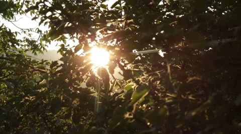 Apple Tree at Sunset HD Stock Footage 41572895