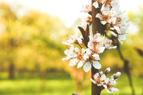 Apple tree in the sunset. Stock Photos