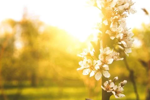Apple tree in the sunset. Stock Photos
