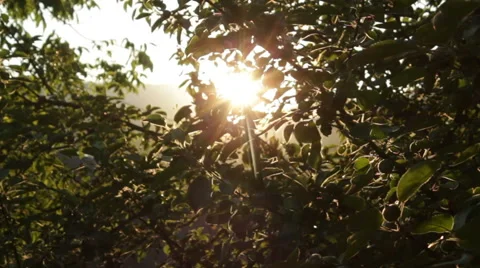 Apple Tree at Sunset Rays of Light HD Stock Footage 41572820