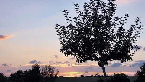 Apple tree before sunset in time-lapse, clouds moving, beautiful nature Stock Footage 345035829