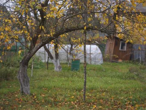 Apple tree supported with stick 写真素材