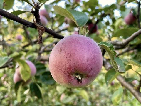 Apple on tree in suumer Stock Photos