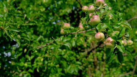Apple tree swings in the wind Stock Footage 158494075