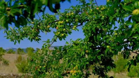 Apple tree swings in the wind Stock Footage 158494090