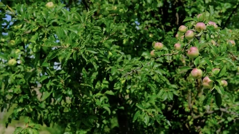 Apple tree swings in the wind Stock Footage 158494095