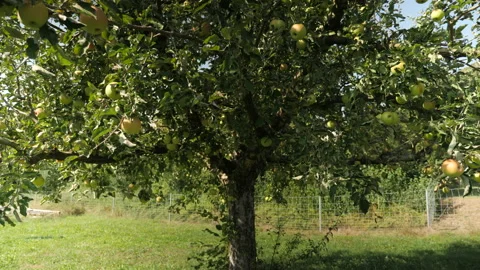Apple Tree in Switzerland 스톡 동영상 180185059