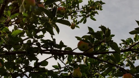 Apple Tree Time-Lapse Stock Footage 97357307
