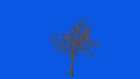Apple Tree timelapse growing and blossoming, Blue Screen Chromakey Stock Footage 143393055