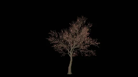 Apple Tree timelapse growing and blossoming, Luma Matte Stock-Footage 149567593
