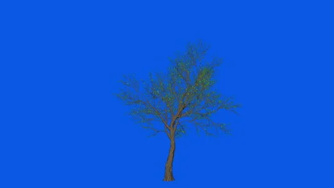 Apple Tree timelapse growing, Blue Screen Chromakey 스톡 동영상 145450701