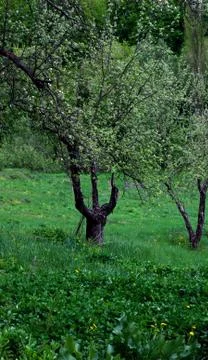 Apple tree trident Stock Photos