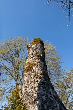 Apple tree trunk with cracked bark and green moss Stock Photos
