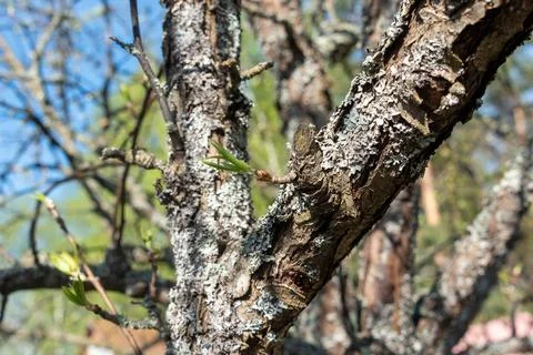 Apple tree trunk with first leaves against blue sky. Stock Photos