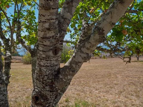 Apple tree trunk marked with rows of woodpecker sapsucker holes Stock Photos
