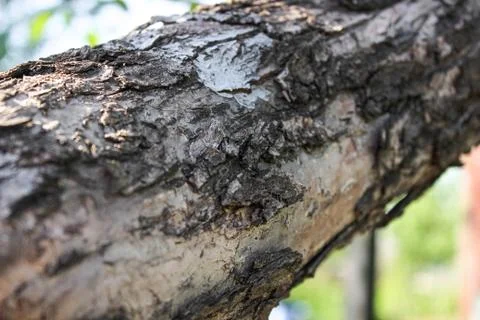 Apple tree trunk with old bark close-up. Stock Photos