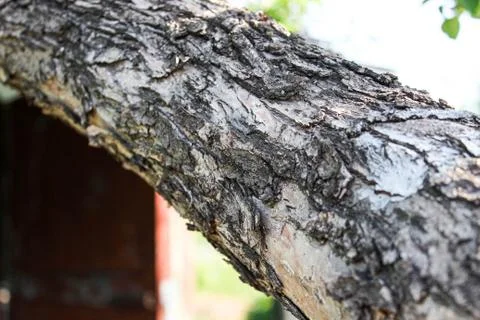 Apple tree trunk with old bark close-up. Foto stock