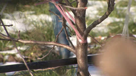 Apple tree trunk in orchard in winter Vídeo Stock 36993060