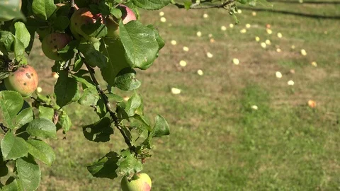 Apple tree twig with red ripe fruits and windfall apples lie on meadow grass Stock Footage 94624672