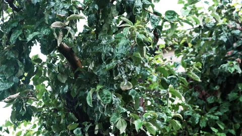 The apple tree under the raindrops. Autumn rain falls on the leaves of the tree Stock Footage 210226205