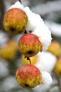 Apple tree under the snow Foto stock
