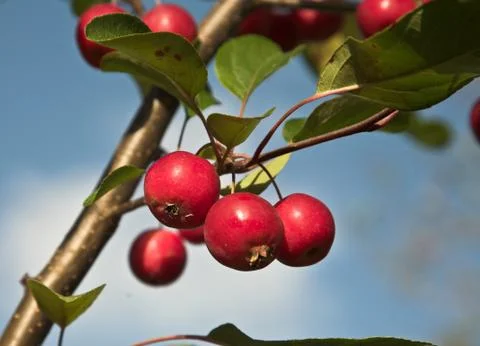 Apple tree with very small apples Stock Photos