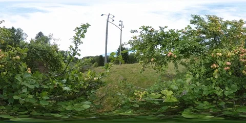 Apple Tree View- 360 VR Video stock 94367014