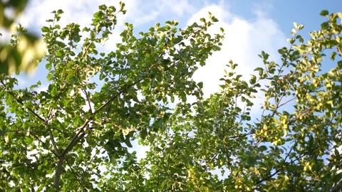 Apple Tree. Village Stock Footage 251877200